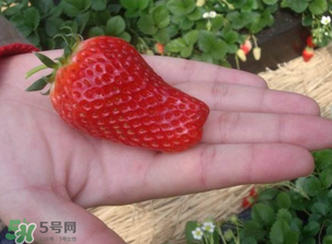 怎么辨別有機(jī)草莓？有機(jī)草莓和普通草莓的區(qū)別 