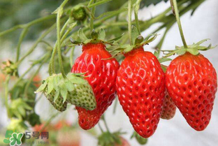 怎么辨別有機(jī)草莓？有機(jī)草莓和普通草莓的區(qū)別 