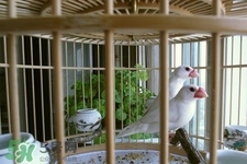 禽流感可以養(yǎng)鳥嗎？禽流感期間能養(yǎng)鳥嗎？