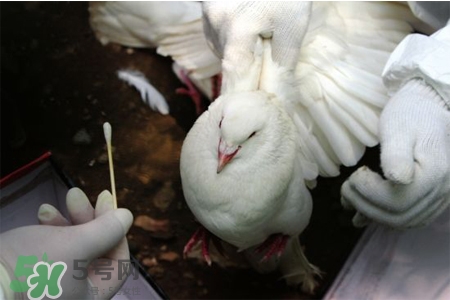 禽流感可以養(yǎng)鴿子嗎？禽流感期間能養(yǎng)鴿子嗎？