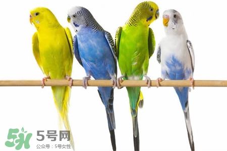 禽流感可以養(yǎng)鸚鵡嗎？禽流感期間能養(yǎng)鸚鵡嗎？