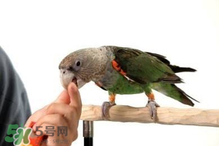 禽流感可以養(yǎng)鸚鵡嗎？禽流感期間能養(yǎng)鸚鵡嗎？