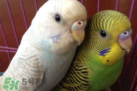 禽流感可以養(yǎng)鸚鵡嗎？禽流感期間能養(yǎng)鸚鵡嗎？