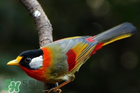 禽流感可以養(yǎng)鸚鵡嗎？禽流感期間能養(yǎng)鸚鵡嗎？