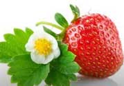 草莓多少錢一斤？草莓多少錢一斤2017？