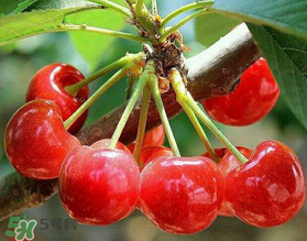 美早和大紅燈哪個(gè)好吃？美早和大紅燈的區(qū)別