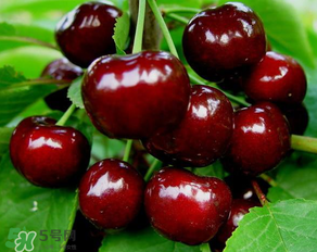 美早和大紅燈哪個(gè)好吃？美早和大紅燈的區(qū)別