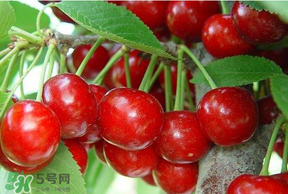 美早和黑珍珠哪個好吃？美早和黑珍珠的區(qū)別