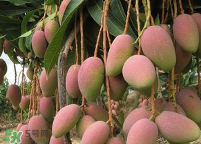 青芒果切開(kāi)沒(méi)熟怎么辦？芒果沒(méi)熟切開(kāi)了怎么辦？