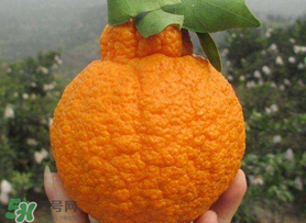 丑橘怎么挑？如何挑選正宗丑橘？