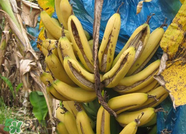 香蕉自己裂開是什么原因？香蕉裂開能吃嗎？