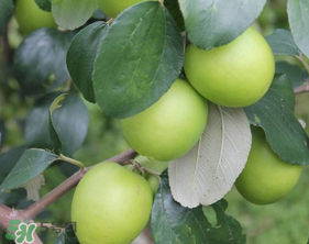 青棗與牛奶棗是轉基因水果嗎？青棗和牛奶棗的區(qū)別