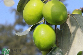 青棗與牛奶棗是轉基因水果嗎？青棗和牛奶棗的區(qū)別