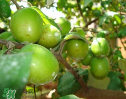 青棗是熱性還是涼性？青棗是涼性的嗎？