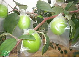 青棗是熱性還是涼性？青棗是涼性的嗎？