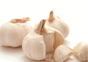 大蒜可以預(yù)防禽流感嗎？預(yù)防禽流感能吃大蒜嗎？