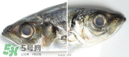 怎么自制死魚眼眼鏡？死魚眼眼鏡哪里買？