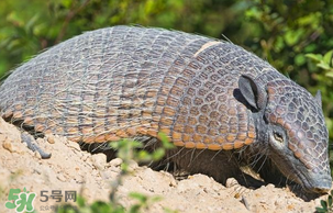 穿山甲好吃嗎？穿山甲怎么做好吃？