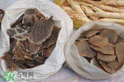 穿山甲下奶怎么吃？穿山甲下奶效果好嗎？