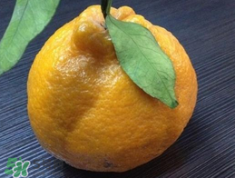 丑八怪是什么水果？丑八怪什么時候上市？