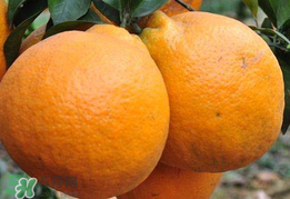 丑八怪是什么水果？丑八怪什么時候上市？