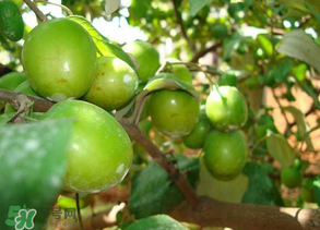 青棗吃多了會(huì)拉肚子嗎？吃青棗為什么會(huì)拉肚子？