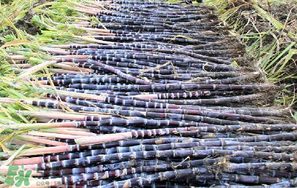 甘蔗要洗嗎？吃甘蔗時要用鹽水洗嗎？