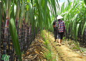 甘蔗發(fā)黑能吃嗎？甘蔗發(fā)黑是怎么回事？