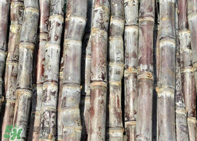 甘蔗發(fā)紅切掉可以吃嗎？甘蔗發(fā)紅切掉能吃嗎？