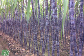 甘蔗為什么會(huì)變黑？甘蔗放久了為什么會(huì)變黑？