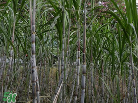 甘蔗為什么會(huì)變黑？甘蔗放久了為什么會(huì)變黑？