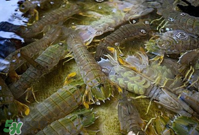 皮皮蝦為什么沒有肉？皮皮蝦為什么里面沒肉？