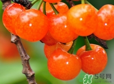 吃櫻桃可以美白嗎?櫻桃怎么吃美白? 吃櫻桃可以美白嗎?櫻桃怎么吃美白?