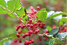 花椒水怎么做？花椒水的功效與作用