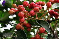 花椒水怎么做？花椒水的功效與作用