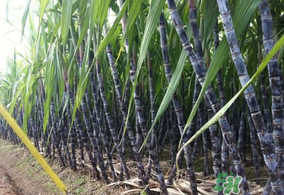 甘蔗皮上白色的是什么？甘蔗上的白霜能吃嗎？