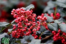 花椒水治腳氣管用嗎？花椒水泡腳可以治腳氣嗎？