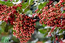 花椒水治腳氣管用嗎？花椒水泡腳可以治腳氣嗎？