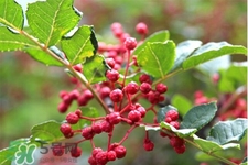 花椒水能治痔瘡嗎？花椒水治痔瘡有效果嗎？