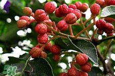 花椒水能治痔瘡嗎？花椒水治痔瘡有效果嗎？