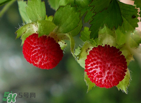 蛇莓多少錢一斤？蛇莓價(jià)格