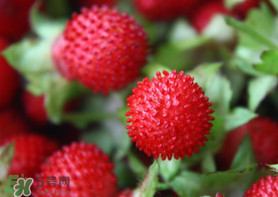 蛇莓多少錢一斤？蛇莓價(jià)格