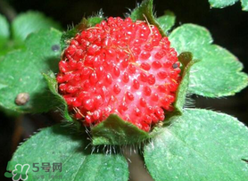 蛇莓多少錢一斤？蛇莓價(jià)格