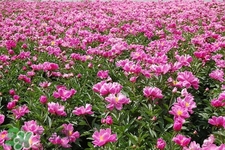 春天開的花有哪些？春天都開什么花？