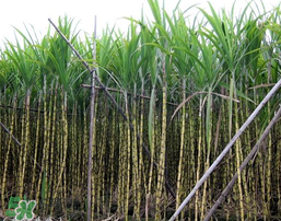 吃甘蔗拉肚子怎么回事？吃甘蔗拉肚子怎么辦？