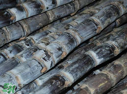 吃甘蔗拉肚子怎么回事？吃甘蔗拉肚子怎么辦？