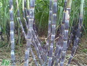 為什么吃甘蔗肚子疼？吃甘蔗為什么會(huì)肚子疼？