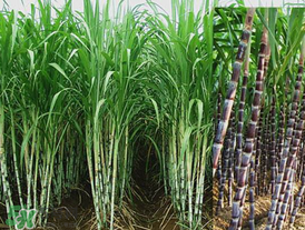 甘蔗里面發(fā)黑能吃嗎？甘蔗里面發(fā)黑是什么原因？