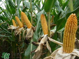 2017年玉米價格多少錢一斤？2017年上半年玉米價格