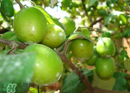 腸胃不好可以吃青棗嗎？有胃病的人能吃青棗嗎？